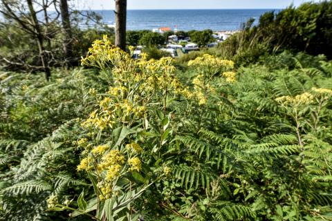 ENS Pinède d&#039;Erromardie