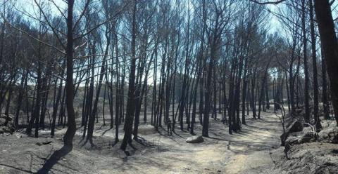 Incendie Forêt Pignada