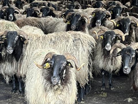 Le Département soutient les jeunes agriculteurs