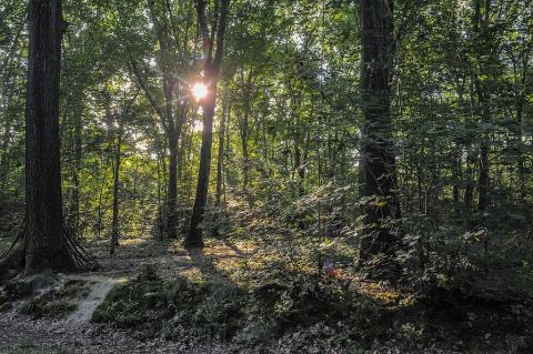 Forêt de Bastard à Pau
