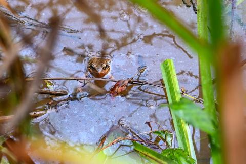 Habas : une mare pour la biodiversité
