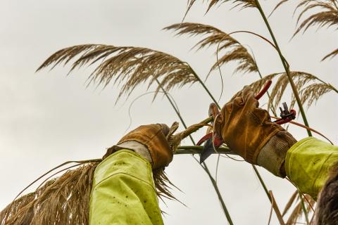 Herbe de la pampa dans les Barthes de l'Adour