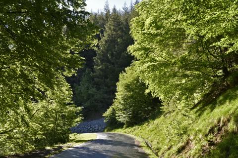 Route dans la forêt d'Iraty
